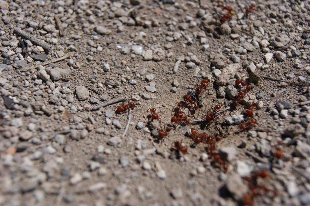 วิธีกำจัดปลวกขึ้นบ้าน